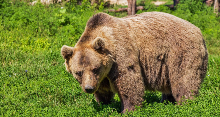 Screenshot_2022-07-25_at_21-15-34_bear-422682_1280.jpg__JPEG_Image_1280___853_pixels____Scaled__87__